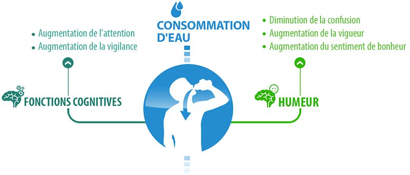 Effets de l'hydratation sur la cognition